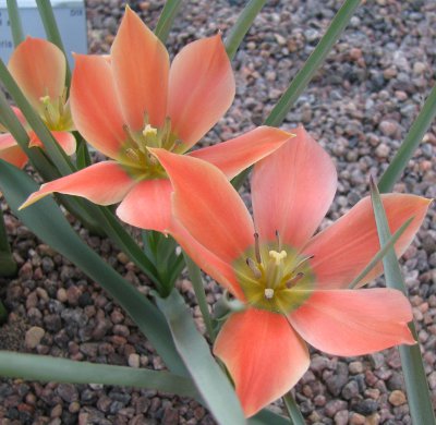 Tulipa linifolia batalinii 'Salmon Jewel'